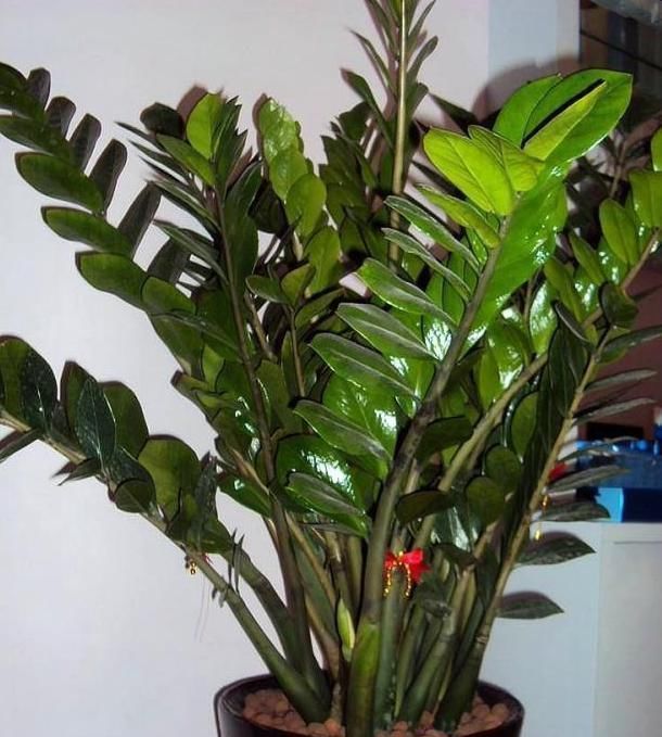 旺盛|这3种“聚福树”，树干“粗壮”、枝叶旺盛，客厅“适合”养1盆