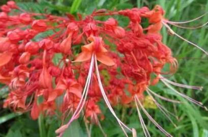 喜欢养菊,不如养盆”有风情的花“,花色鲜艳美丽,舞魅迷人