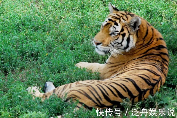 冤家|生肖虎和哪个生肖做夫妻,一生都是“冤家”,但越老越恩爱!