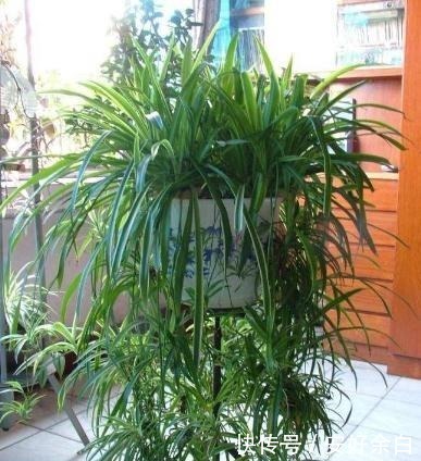 客厅卧室甲醛多养2种“花”，甲醛降低2倍多，越来越多人在养！