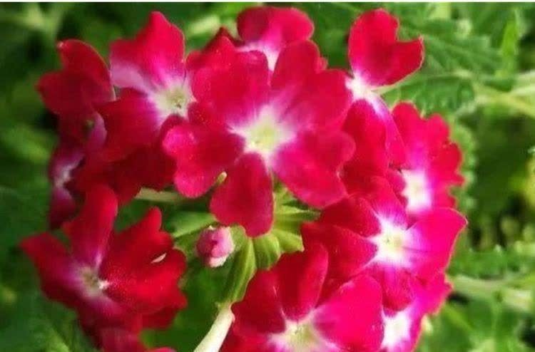 6种花常年开花易爆盆,被称为花卉界的劳模,开花漂亮一年不停