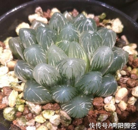 多肉|你买过最贵的多肉多少钱？300块的冰灯玉露锦，很多人都说不值