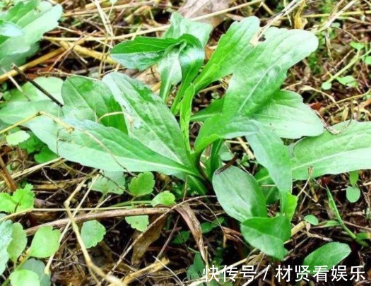 野菜|农村庄稼地里的杂草,过去拿来喂牲畜,其实是上好野菜能养生
