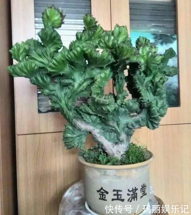 盆栽|别人嫌丑的“玉麒麟”,养家里却镇宅,养10年成“传家宝”