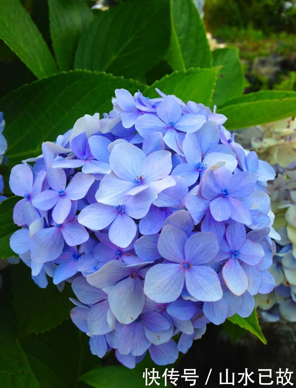 小苗|绣球花的养护重点,注意这些点,也不是很难养