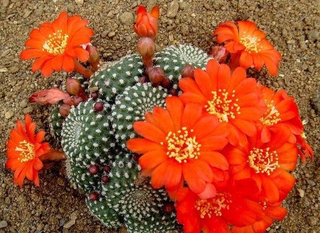 60岁的他，退休只养仙人球，10个品种，开花比月季还漂亮