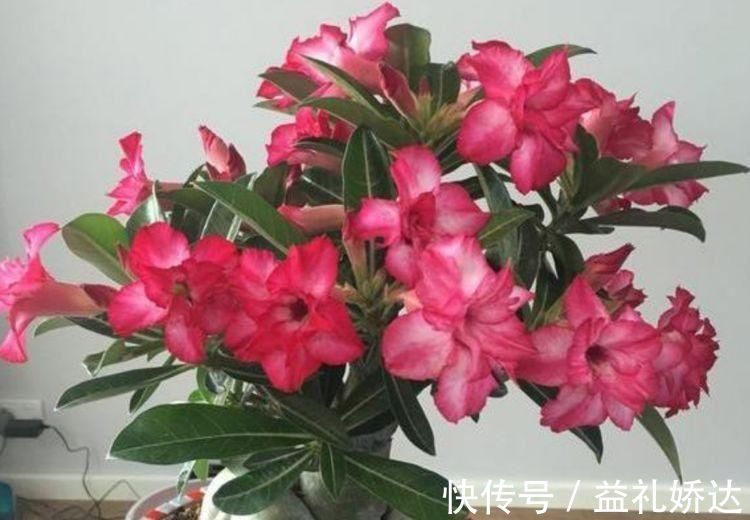 桂花树|5种花漂亮又净化空气,随便养就爆盆,吉祥富贵,清香四溢