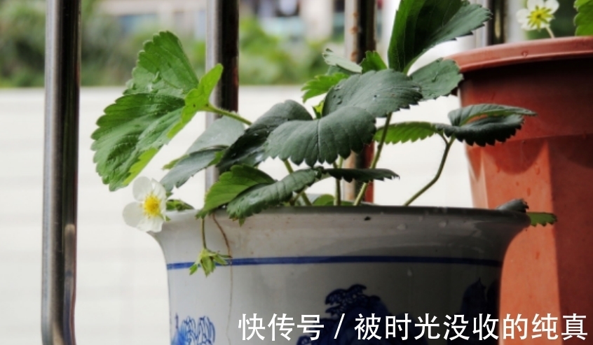 扦插育苗|养花小技巧:怎么自制黄豆肥?防范病虫害?扦插育苗?