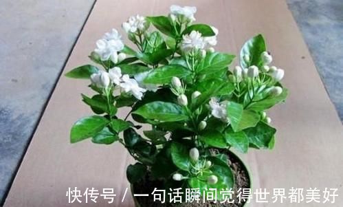 最厉害的养花营养液:给茉莉花喝一勺,叶片翠绿,开出层叠群花