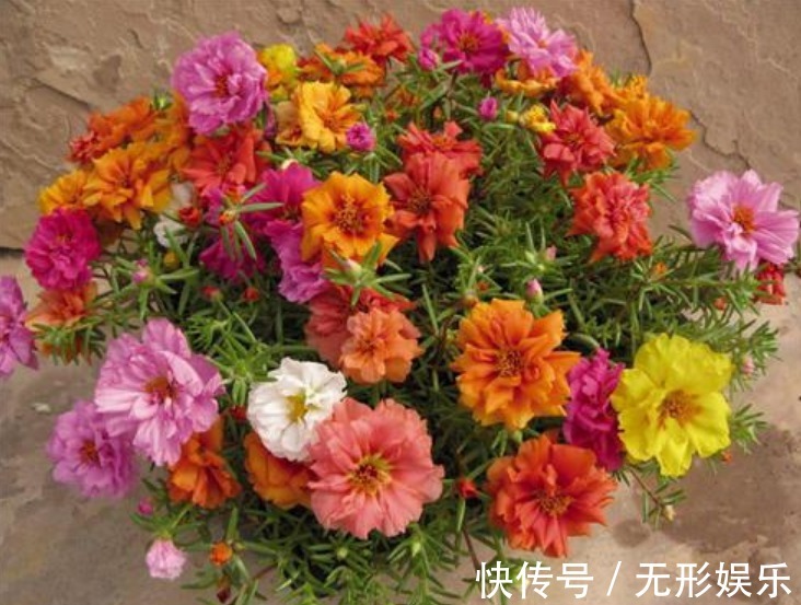 4种花“随手”掐根枝，插土里就活，7天生根，立夏花开爆满盆！