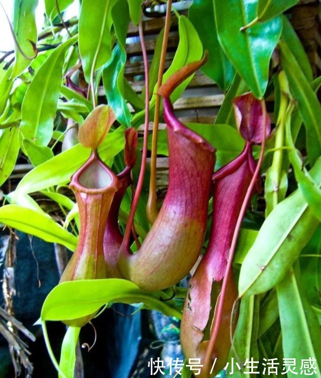 在家里用花盆养食虫植物特简单,定期浇水和喂个小虫即可!