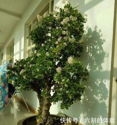 吴大妈把叶子“插花盆”,5年后,养成花树,开满花,清新又漂亮!