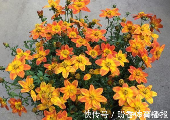 喜欢菊花,不如试试“假菊花”,花开鲜艳美丽,非常值得拥有