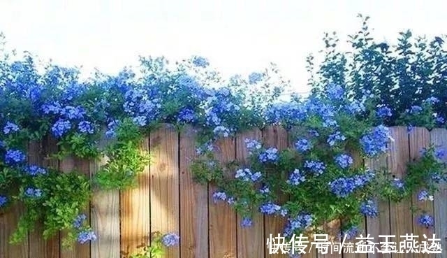 家有小院,一定要做个篱笆墙,美的世间少有!