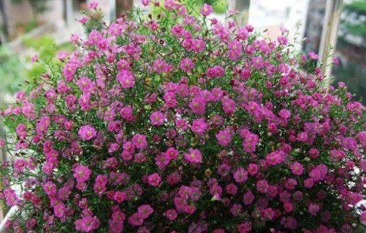 养花就养这几款,花朵小巧玲珑,花开媲美玫瑰,花朵姿态万千,美