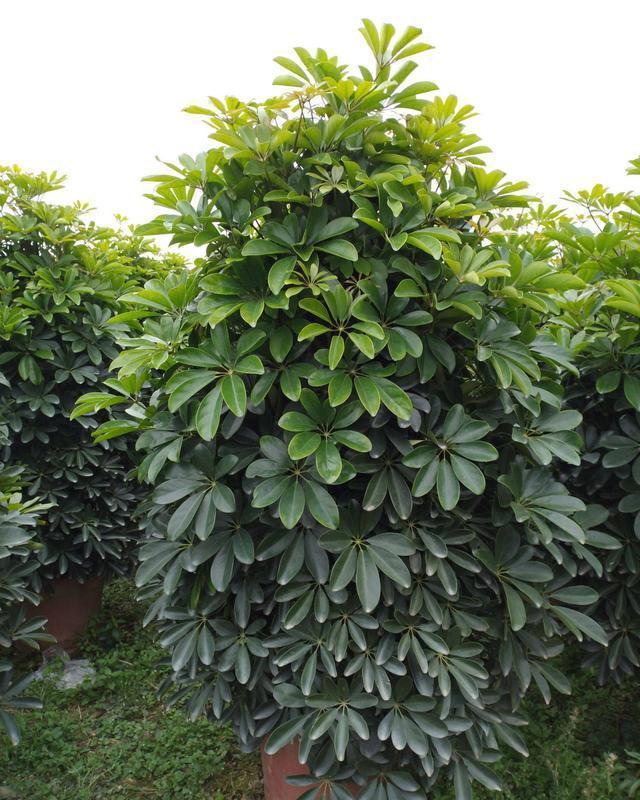 这5种花有“招财”寓意,养在家里有福气,适合财源广进的生意人