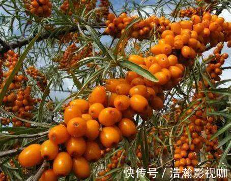 抗菌消炎|十个女性九个都有宫寒,多吃此物,抗菌消炎,滋养卵巢,远离炎症