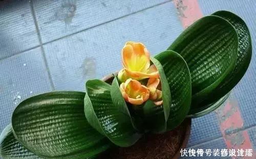 根系|养君子兰，就用4种药，只需埋在花盆中，花剑冒不停，叶绿花还旺