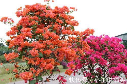 家里养三角梅,总是不开花掌握4个要点,花开不停,花色更艳