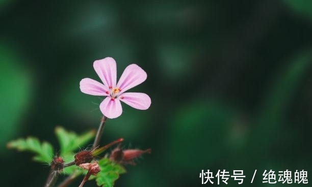 命格|3天后，拨云见日，怦然心动，喜鹊鸣叫，爱火重燃，携手前行