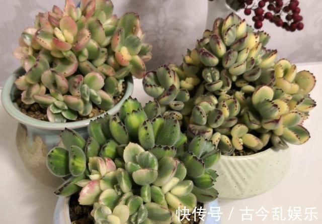 多肉|熊童子,花普货的价钱赏贵货的颜值,做好5点,红叶尖肥叶片都要