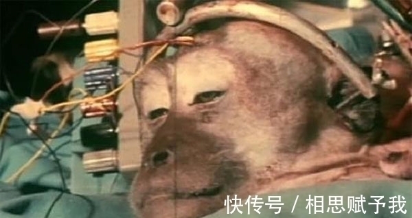 弗兰肯斯坦@苏联制造20条双头狗,冷战对手不甘示弱,美国人又制造出什么?