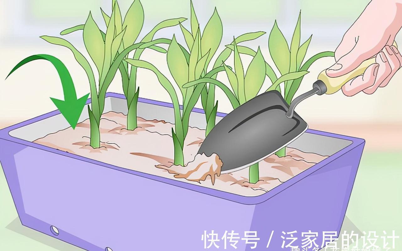 水培|富贵竹不用花钱买了,1根迅速变10根,这样扦插繁殖生长速度快