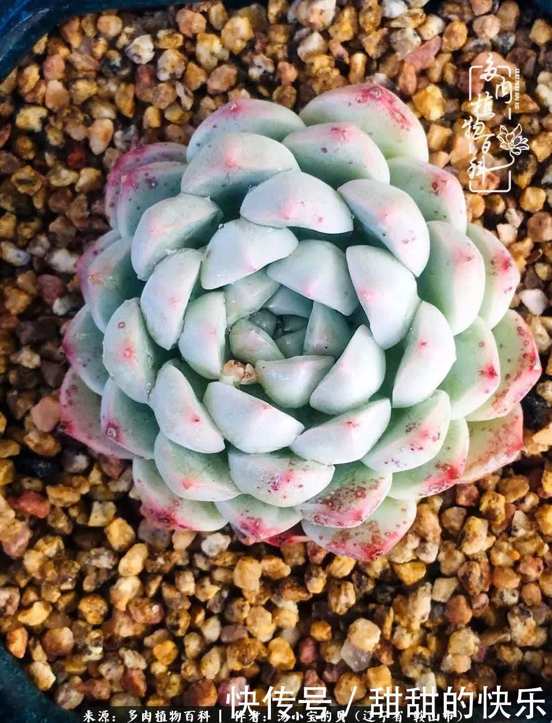 蚧壳虫|远嫁他乡,多肉是我孤寂时最美的陪伴!