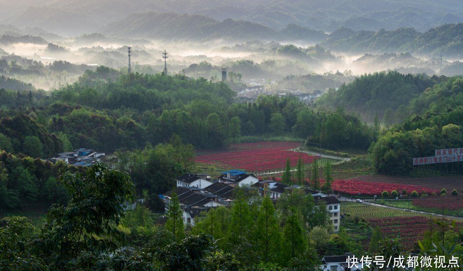 都江堰这片红枫林美炸了，趁着清明假期来打卡