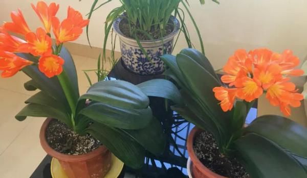 君子兰萎靡不振该怎么办？用完这3样肥料，植株马上变精神