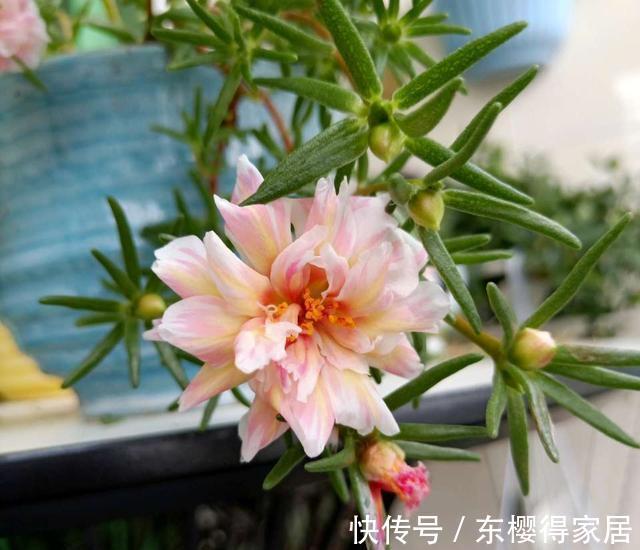 霜降|太阳花开花少，试试这个方法，花比叶多，开花到霜降