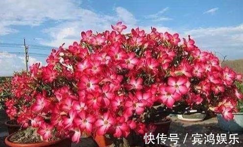 养护|养护沙漠玫瑰,谨记''2点'',叶子绿油油,“玫瑰花”开挂满枝