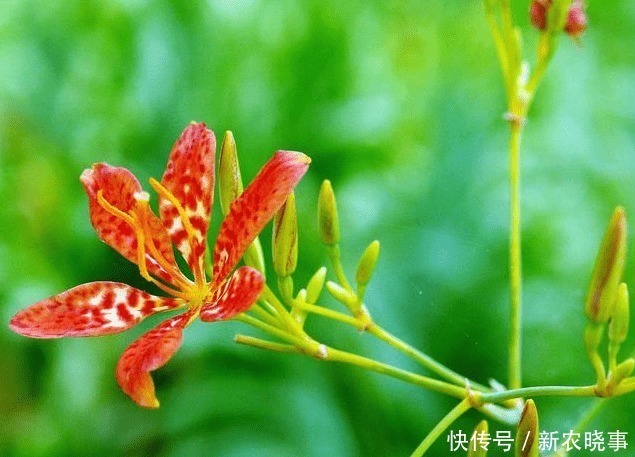 外形|外形像“手雷”,若见到这种野果,别害怕,记得采回家,是好东西