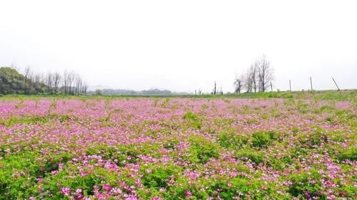 长沙的这些赏花秘境 你知道吗？|韵味湖南 | a2921