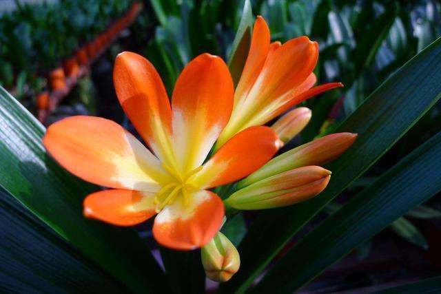 大爷养君子兰， 秘密全在盆底，花箭头上长花苞，叶子油亮亮！