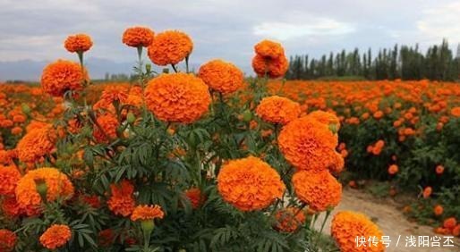 6种花,治蚊子,比蚊香还管用,夏天养10盆也不嫌多!