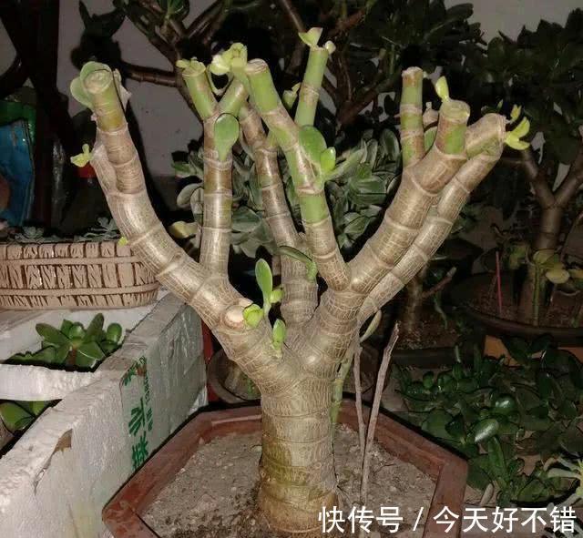她家玉树有点怪,叶片往下长,原因全在这里