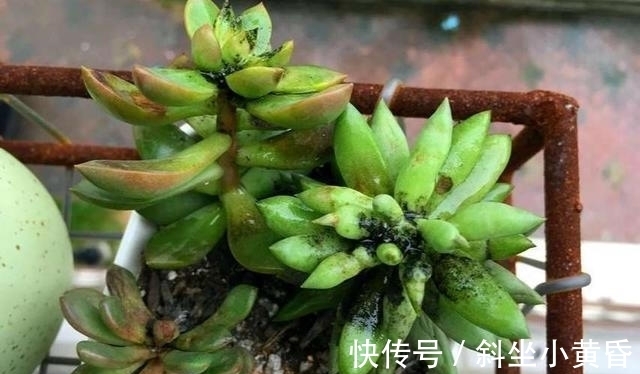 养护|多肉是懒人植物是花店老板最善意的谎言,尤其是病虫害,懒真不行