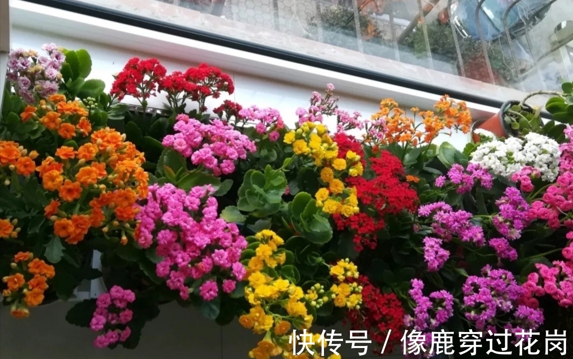 侧枝|养长寿花十年，总结6点经验，一盆快速变多盆，长期开花不断
