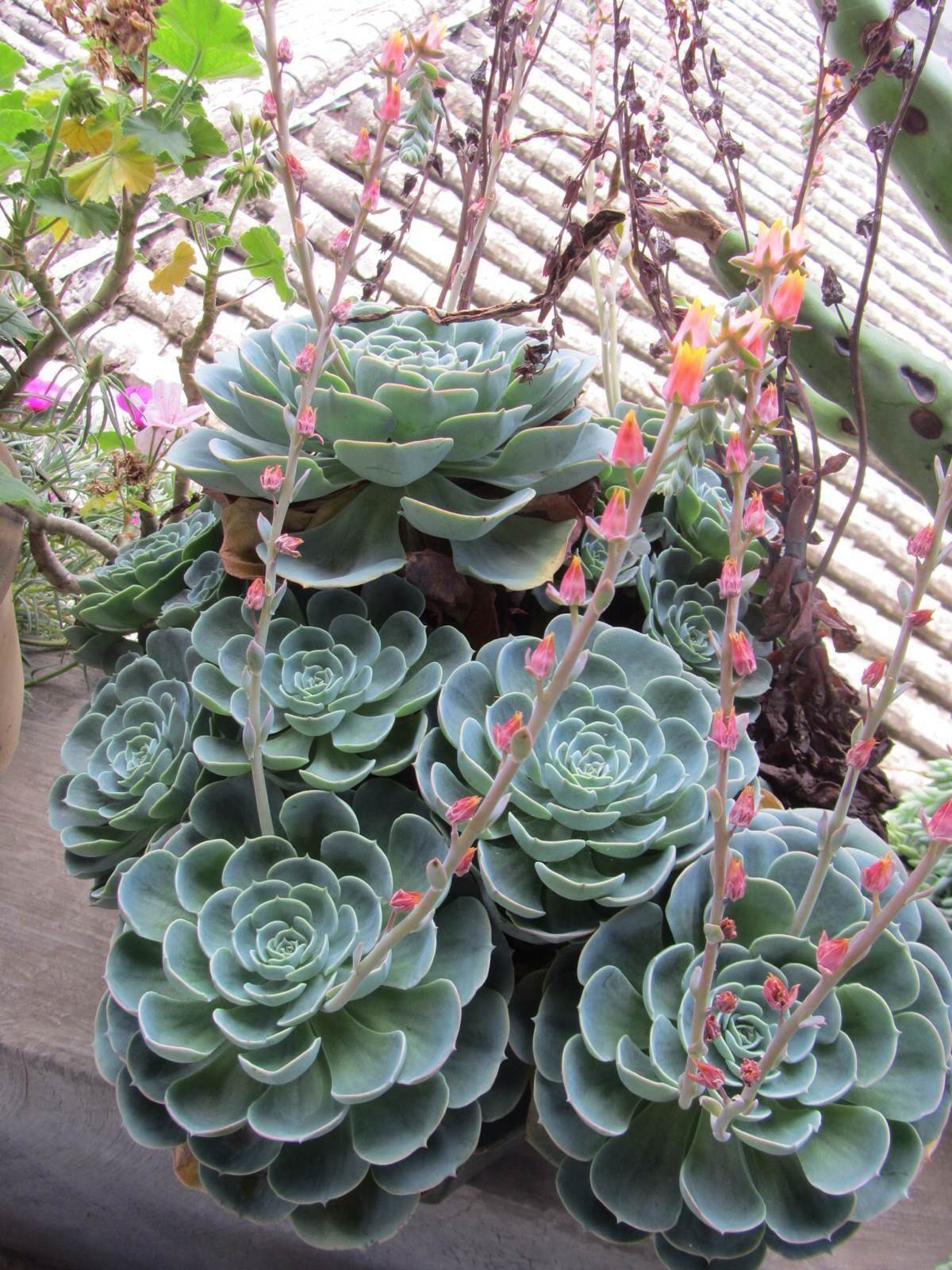 开花结子|多肉在野外,就像“晒白菜”,不吃不喝,状态全出来