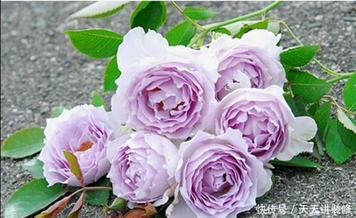 养护|4种冷门月季花，花多色艳，养的人却不多，全养的都是大神