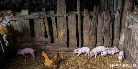 救后说|她本是皇后,却被关在“猪圈”十年,被救后说的一句话让人心酸!