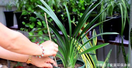 花盆|养君子兰，死记硬背5个要点，啥问题也没有，叶子油绿过年满花箭