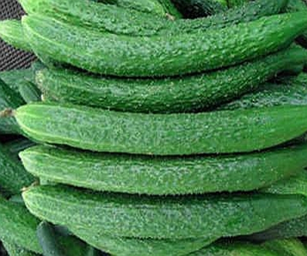 禁忌|富人吃虫草,穷人吃黄瓜,吃黄瓜的4个禁忌要牢记,别不在意!