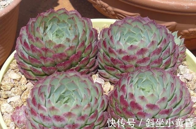 养护|多肉是懒人植物是花店老板最善意的谎言,尤其是病虫害,懒真不行