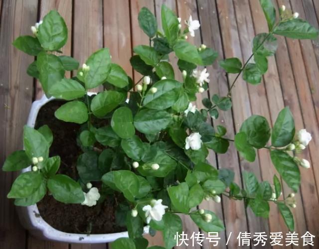 硫酸亚铁|养花高手都在养这6种花，四季开花非常美，最后3种“香味”足