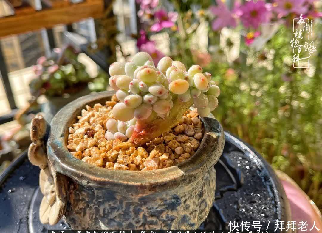 多肉与我,不负时光韶华!