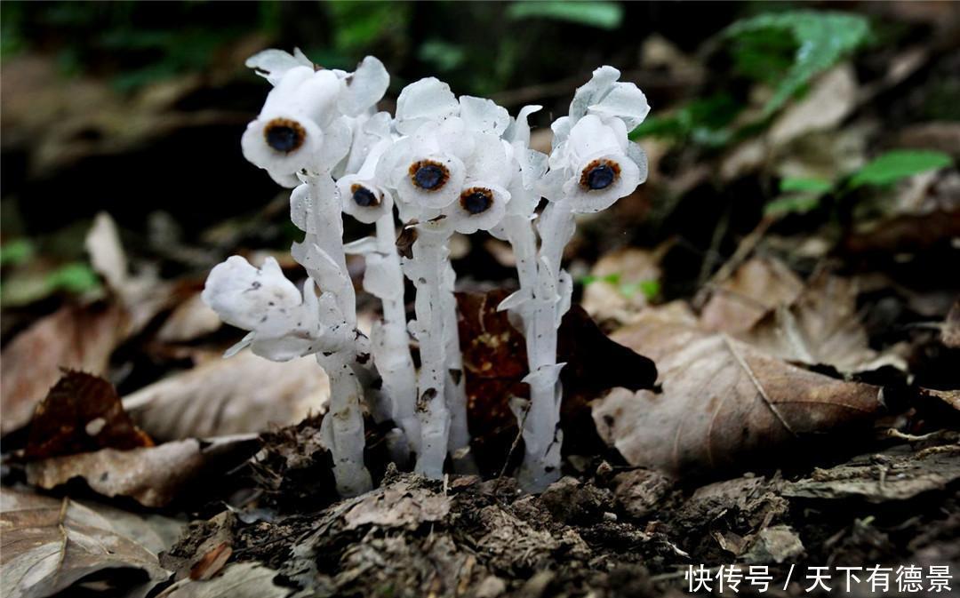 五色梅|这些漂亮花,有个“赖名字”,开花美如画,叫着太“尴尬”