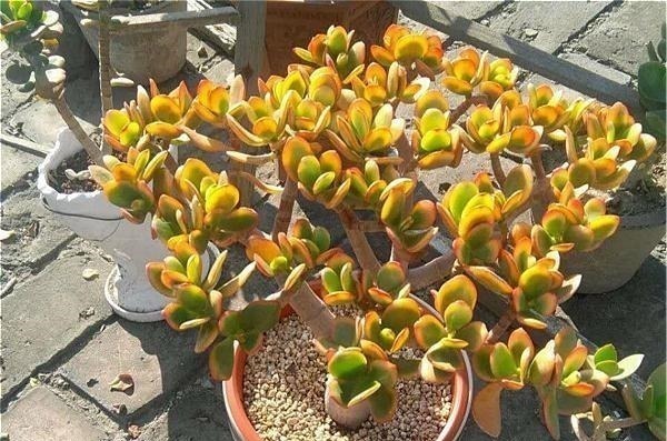 多肉中的“老寿星”,越老越值钱,养成大树可镇宅可传家!