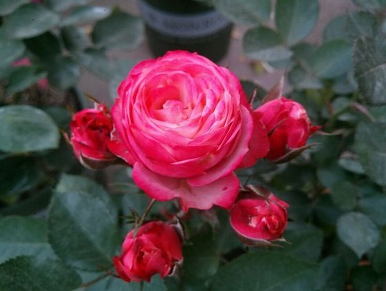 养个品种丰富，很适合夏季养活的花卉，花色好看还好养活